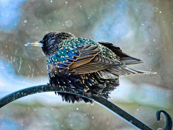 Close-up of bird perching on wet shore