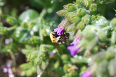 Close-up of bee pollinating on purple flower