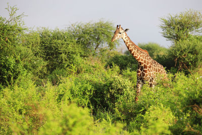 Massai-giraffe in tsavo east national park, kenya, africa