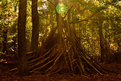 View of trees in forest