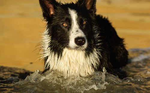 Close-up portrait of dog in lake