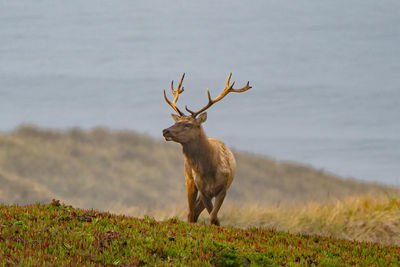 Tule elk standing in a field on point reyes sea shore