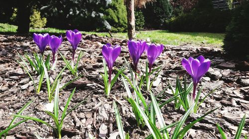 Close-up of purple crocus blooming on field