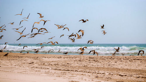 Flock of seagulls on beach