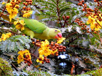 Low angle view of parrot perching on twig with yellow flowers