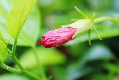 Close-up of pink rose flower