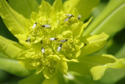 Close-up of bee pollinating on yellow flower