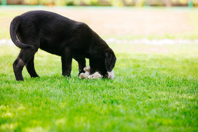 Portrait of a dog on field