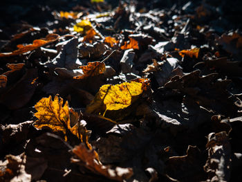 High angle view of yellow maple leaves on field