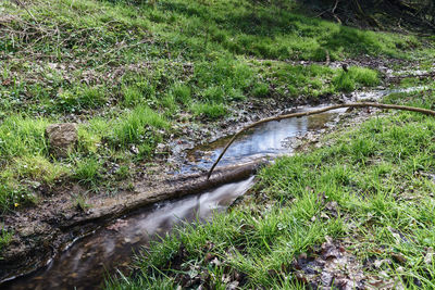 High angle view of stream amidst trees on field