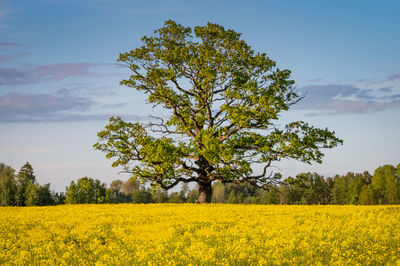 Magnificent oak