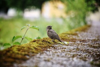 Close-up of bird perching on a land