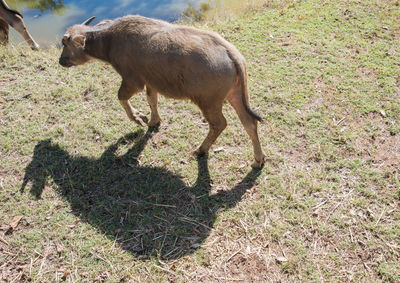 Sheep grazing in a field