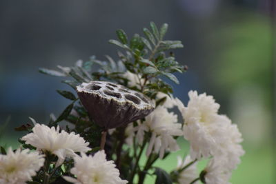 Close-up of flower growing on tree