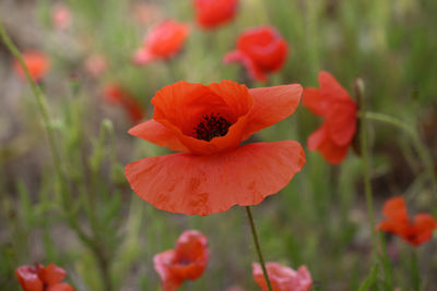 Close-up of red poppy flower