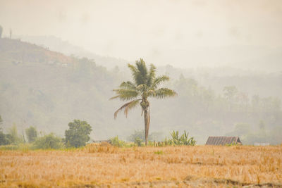 Palm trees on field against sky