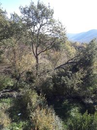 Low angle view of trees against sky