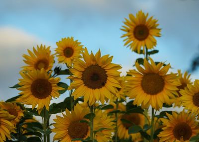 Close-up of sunflower