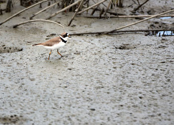 Side view of seagull walking on sand