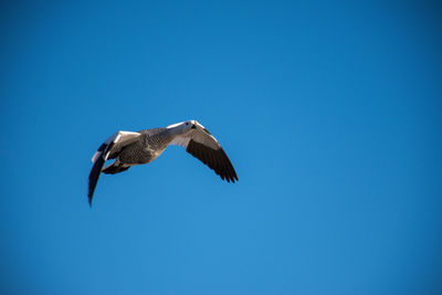 Low angle view of bird flying against clear blue sky