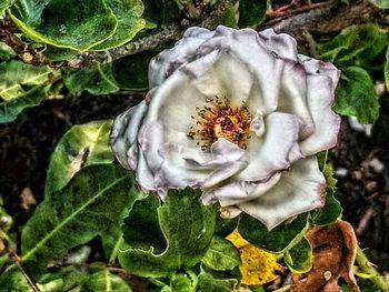 Close-up of white flowering plant