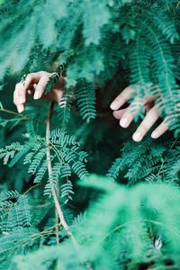 Cropped image of hands amidst plants