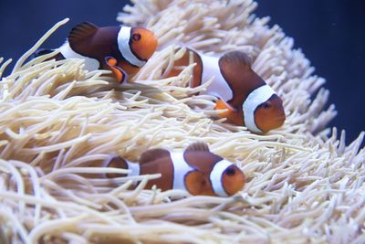 Close-up of clown fish swimming on corals in sea