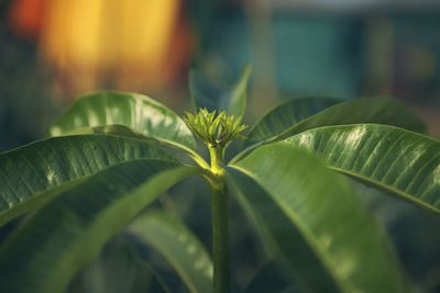 Closeup of plant stem