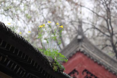 Low angle view of flower tree against sky