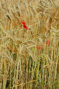 High angle view of wheat growing on field