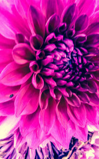 Close-up of pink dahlia