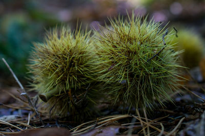 Close-up of chestnuts