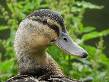 Close-up of a bird