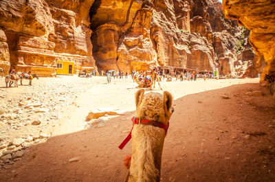 View of a horse on rock