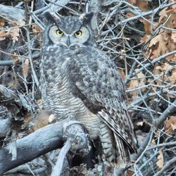 Close-up of bird perching on tree