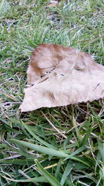 High angle view of lizard on field