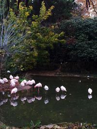 View of birds in lake