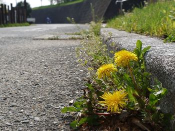 Close-up of yellow flower