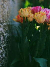 Close-up of pink flowering plant