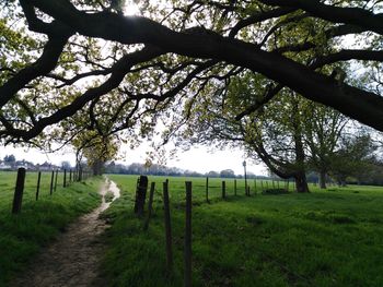 Trees on field against sky