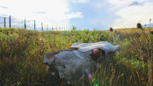 Cow on field against sky