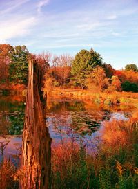 Scenic view of lake in forest against sky