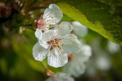 Close-up of white cherry blossom