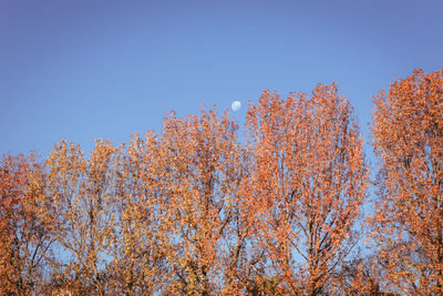 Low angle view of autumn trees against clear blue sky