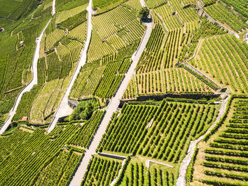 High angle view of agricultural field