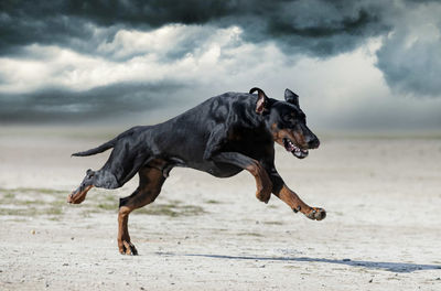 Dog running on beach