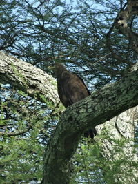 Low angle view of eagle perching on tree in forest