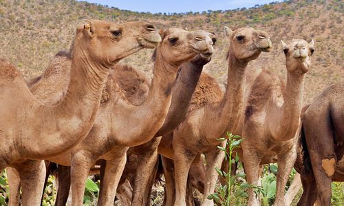 Group of 5 camels staring calmly in wildlife