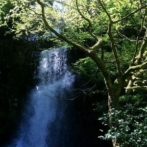 Scenic view of waterfall in forest