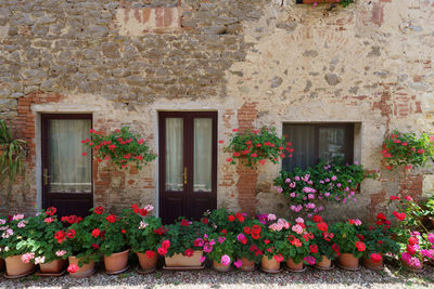 View of red flowers